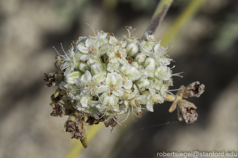 Desert Biogeography of Joshua Tree National Park